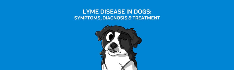 Lyme Disease in Dogs: Symptoms, Diagnosis & Treatment