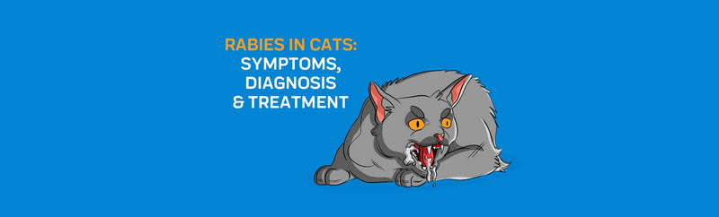 Rabies in Cats: Symptoms, Diagnosis & Treatment