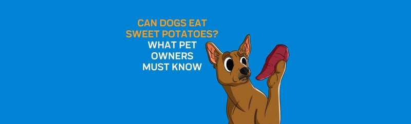 Can Dogs Eat Sweet Potatoes? What Pet Owners Must Know