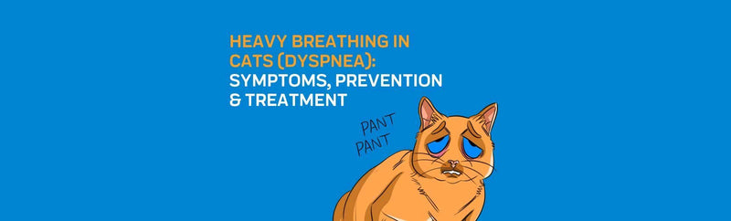 Heavy Breathing in Cats (Dyspnea): Symptoms, Prevention & Treatment