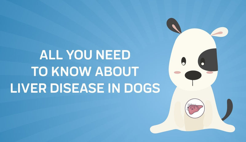 Liver Disease in Dogs: What Pet Parents Need to Know
