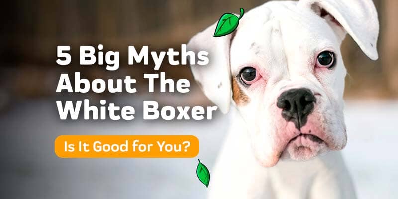 5 Big Myths About The White Boxer - Is It Right for You?