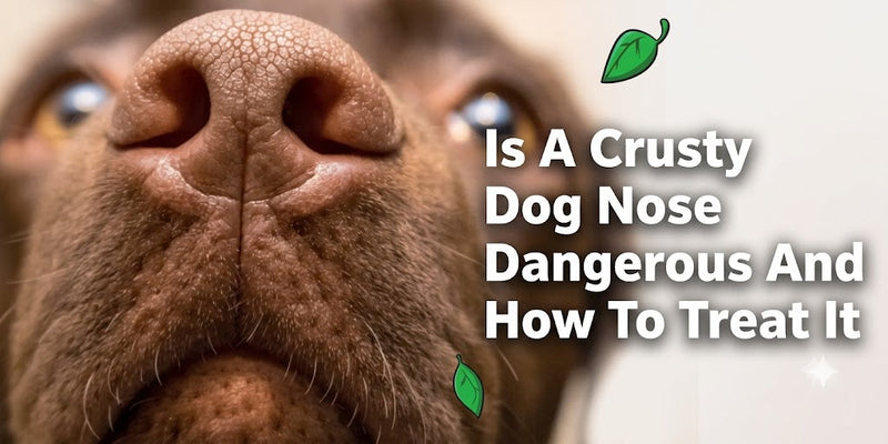 Is A Crusty Dog Nose Dangerous And How To Treat It