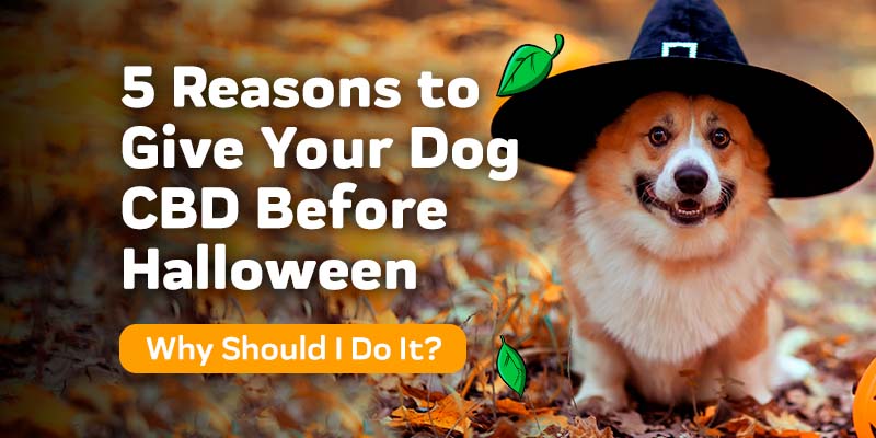 5 Reasons to Give Your Pet CBD Before Halloween