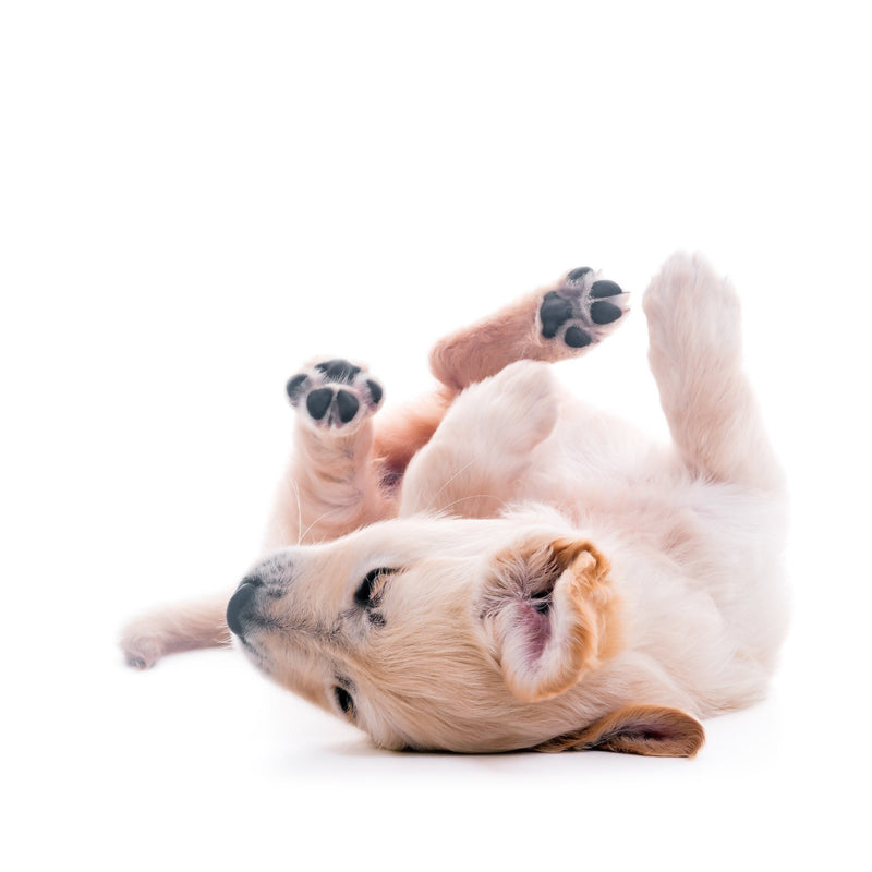 6 Things That Are Causing Your Dog to Constantly Scratch Itself