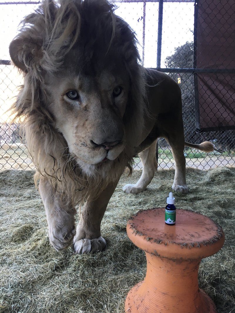 How I've Managed My Lion's Seizures