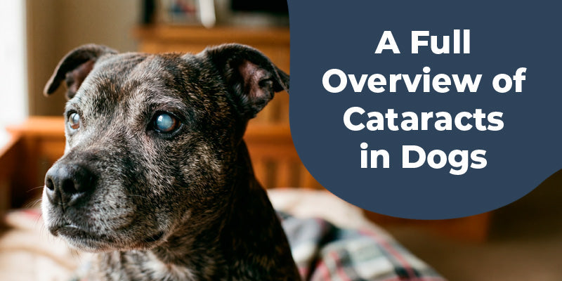 A Full Overview of Cataracts in Dogs