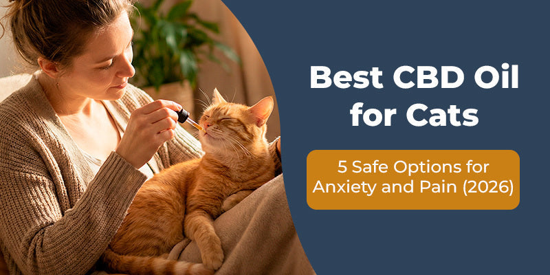 Top 5 Best CBD Oil for Cats for Anxiety and Pain (+subscription deals)