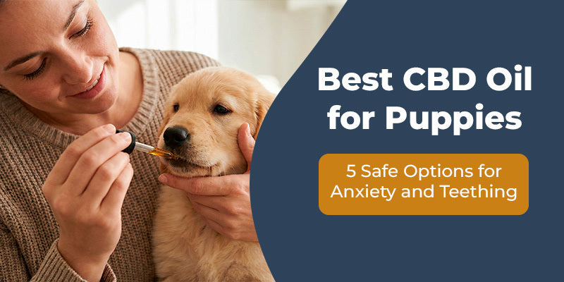 Best CBD Oil for Puppies: 5 Safe Options for Anxiety and Teething (2026)