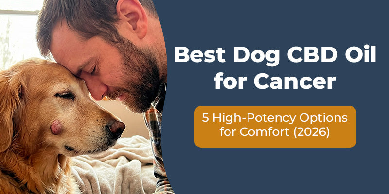 Best Dog CBD Oil for Cancer: 5 High-Potency Options for Comfort (2026)