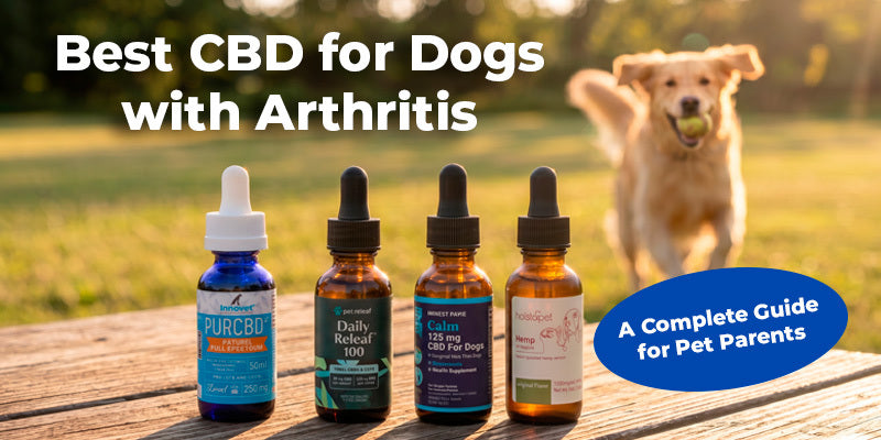Best CBD for Dogs with Arthritis: A Complete Guide for Pet Parents