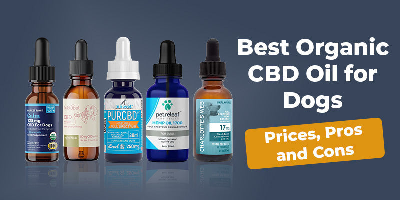 Best Organic CBD Oil for Dogs: Prices, Pros and Cons
