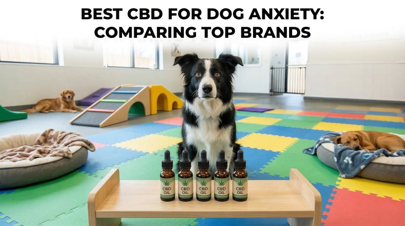 Best CBD for Dog Anxiety: Comparing Popular Brands (2026)