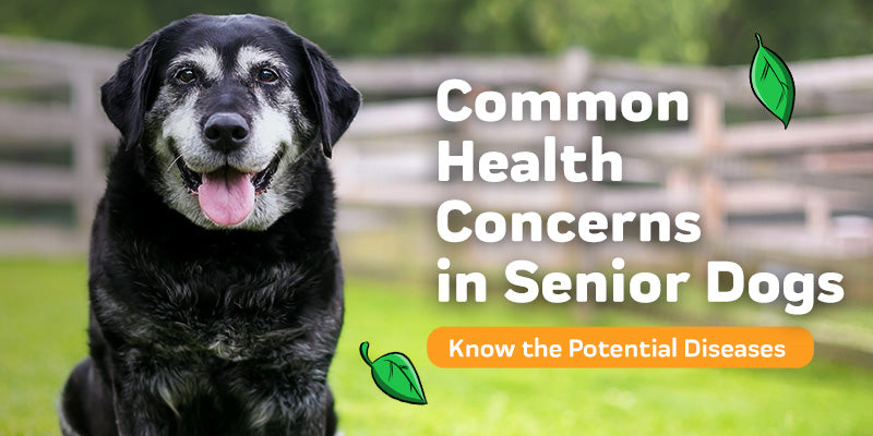 Common Health Concerns in Senior Dogs