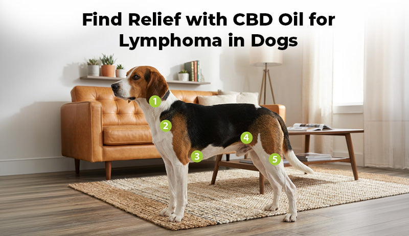 Find Relief with CBD Oil for Lymphoma in Dogs