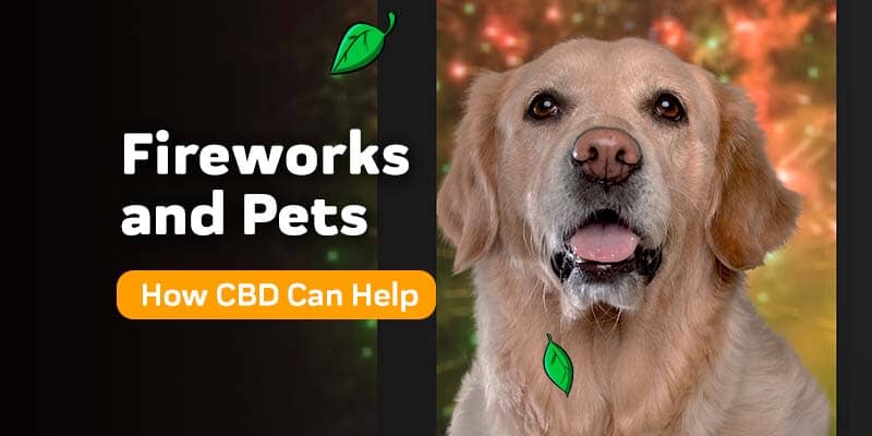 Fireworks and Pets: How CBD Can Help Alleviate Their Anxiety