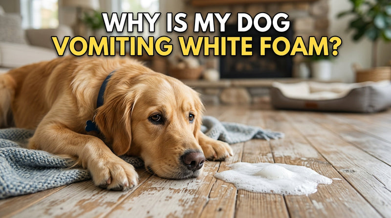 Why Is My Dog Vomiting White Foam? Causes and Safety Guide