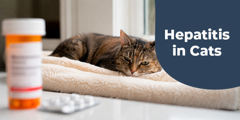 What Is Hepatitis In Cats?