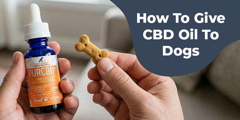 How To Give CBD Oil To Dogs?