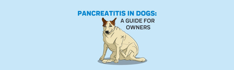 Pancreatitis in Dogs: What It Is and Possible Natural Alternatives