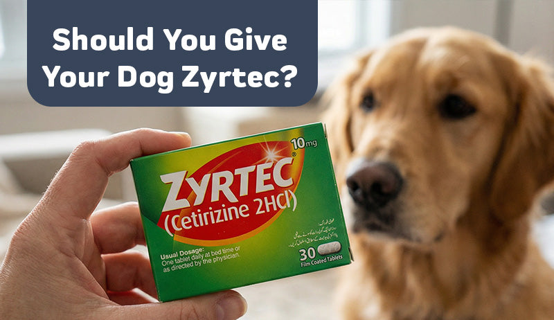 Zyrtec for Dogs - Should You Give Your Dog Zyrtec?