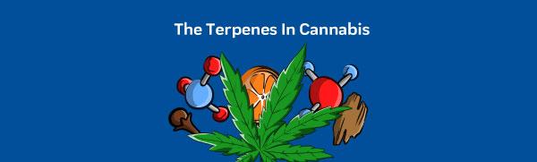 The Terpenes In Cannabis