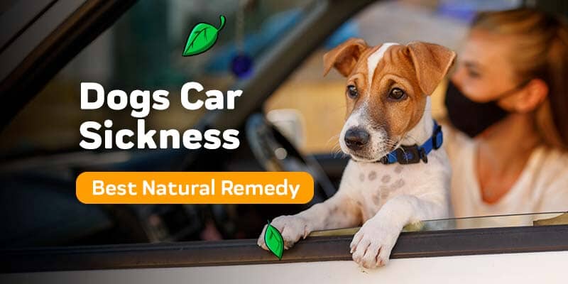 The Best Natural Remedy For Dogs Car Sickness