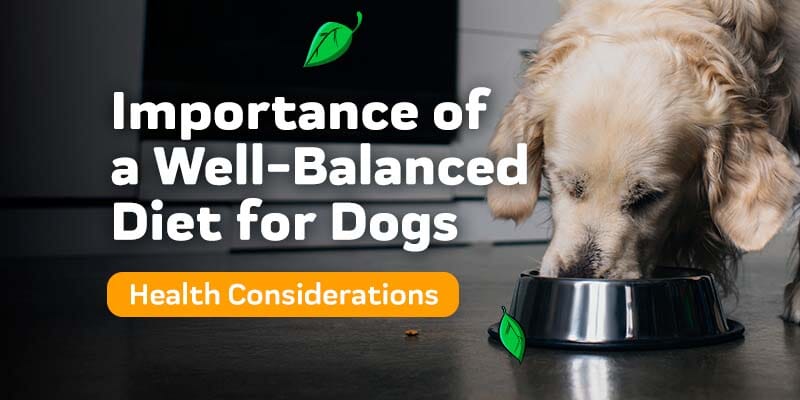 The Importance of a Well-Balanced Diet for Dogs: Physical and Mental Health Considerations