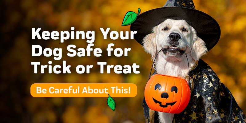 To Prep for Halloween, Innovet Pet Shares What Pet Owners Should Do If Their Dog Eats Chocolate