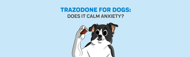 Trazodone For Dogs: Does It Calm Anxiety?
