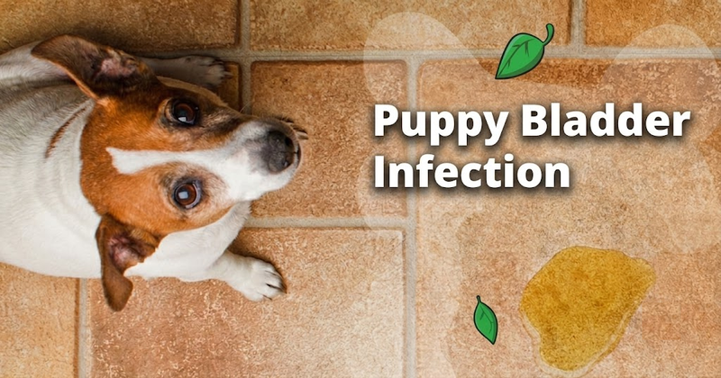 Everything You Need to Know About A Puppy Bladder Infection