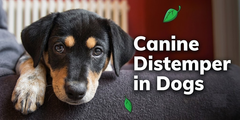 What Is Distemper in Dogs And How to Prevent It