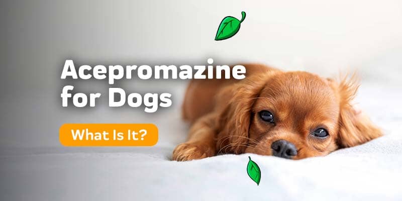 Acepromazine for dogs: What is it?