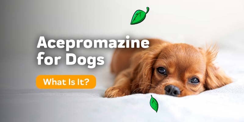 Acepromazine for Dogs: Uses, Dosage, and Side Effects