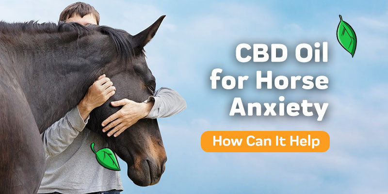How CBD Oil Can Reduce Horse Anxiety