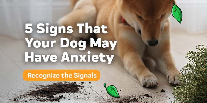 5 Signs That Your Dog May Have Anxiety