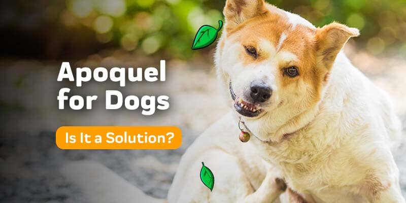 Apoquel for Dogs to Stop Itchiness: Is It Safe?