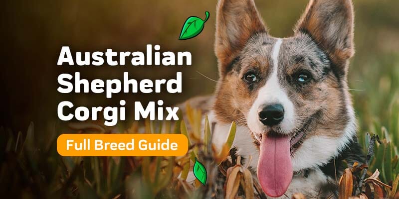 Australian Shepherd Corgi Mix Full Breed Guide: Reasons To Avoid
