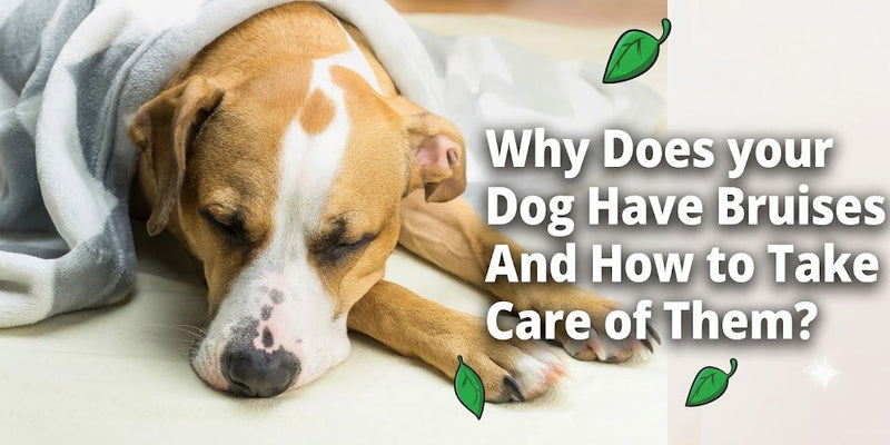 Why Does your Dog Have Bruises And How to Take Care of Them?