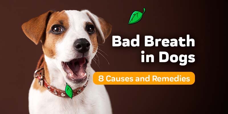 Bad Breath in Dogs: 8 Biggest Causes & The Remedies To Get Rid Of It