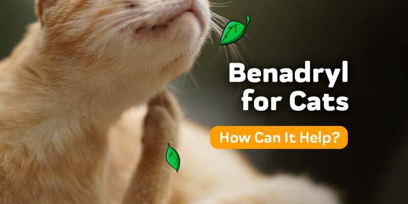Benadryl for Cats: Why It Often Doesn’t Work (And What Does)