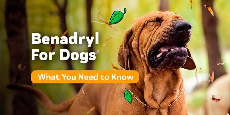 Benadryl for Dogs: Is It Safe? Uses, Dosage, and Alternatives