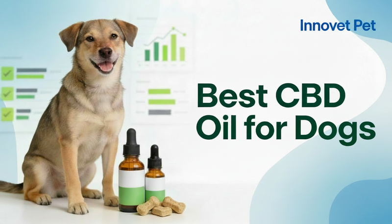 Best CBD Oil for Dogs: 2026 Rankings, Price Analysis, and Buying Guide