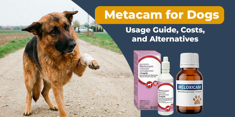 Metacam for Dogs: Usage Guide, Costs, and Alternatives