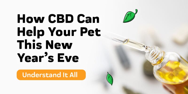How CBD Can Help Your Pet This New Year's Eve