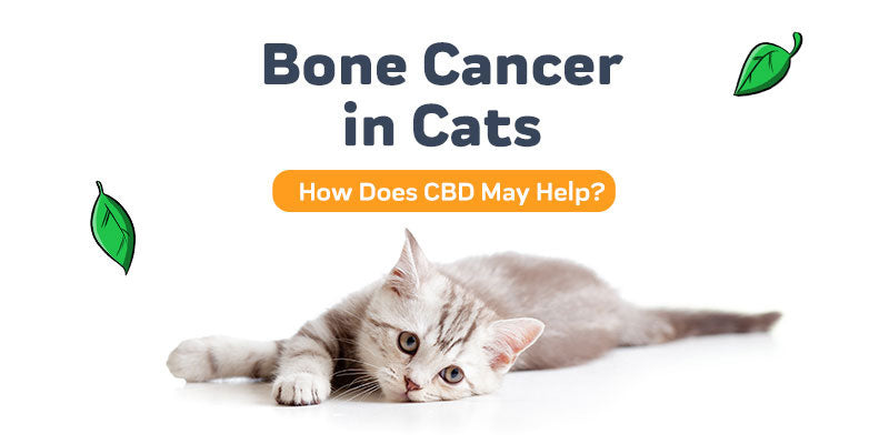 Bone Cancer in Cats: Symptoms, Diagnosis, and Treatment