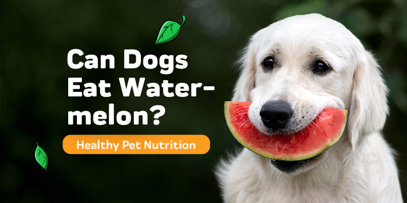 Can Dogs Eat Watermelon?
