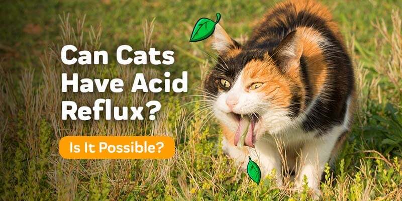 Can Cats Have Acid Reflux?