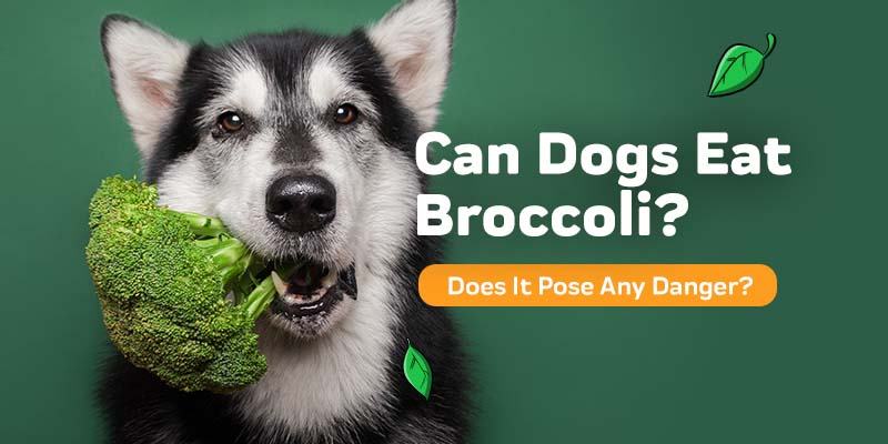 Can Dogs Eat Broccoli?