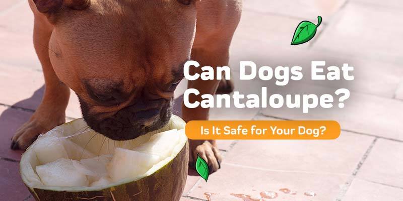 Can Dogs Eat Cantaloupe?